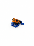 Poison Dart Frog