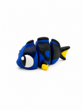 Surgeonfish